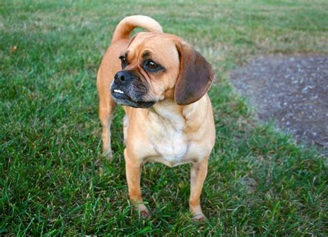 321 kink chat|Puggle 